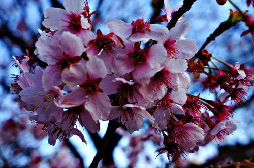 Close-up of cherry blossoms at Shinjuku Gyoen National Garden