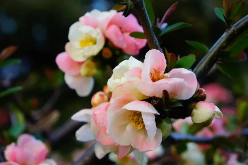 Pink cherry blossoms in Shinjuku Gyoen