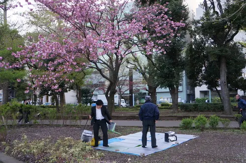 Blue picnic sheets reserving hanami spots under the cherry trees
