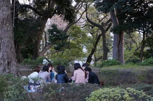 Friends having a hanami picnic under cherry trees in Tokyo