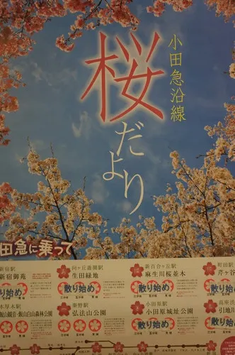 Train station poster showing cherry blossom spots and their bloom status