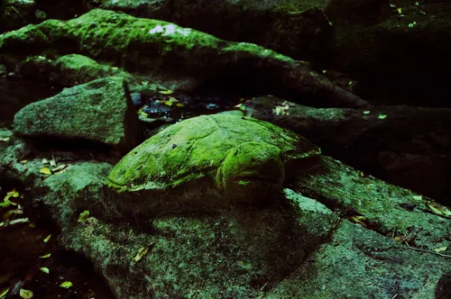 A stone turtle in the Secret Buddha Garden, Koh Samui