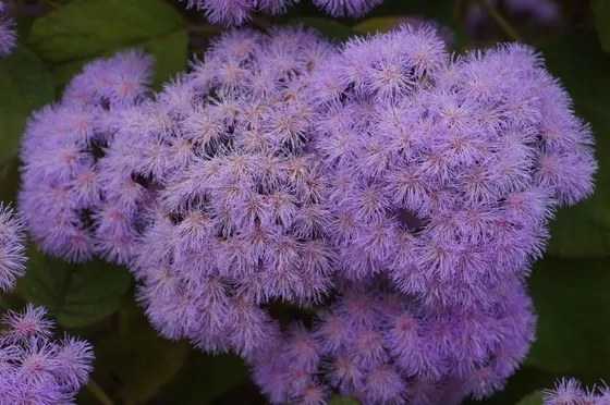 The exotic gardens of Monserrate